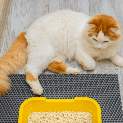 Chats - Chat blanc et roux devant son bac à litière