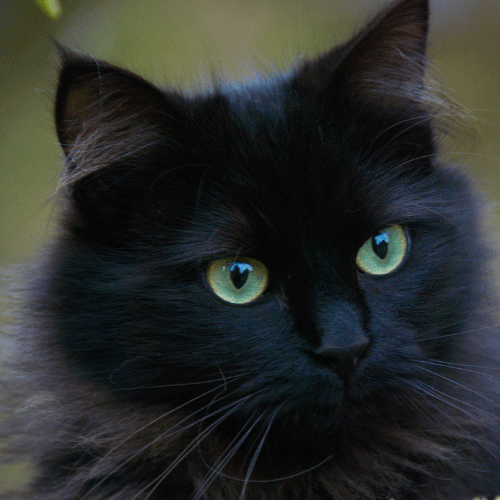 Chats -Chat noir poils longs yeux vert