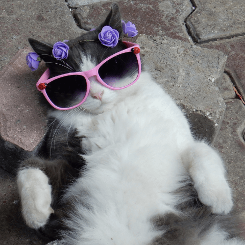 Chats -Chat noir et blanc lunettes de soleil rose