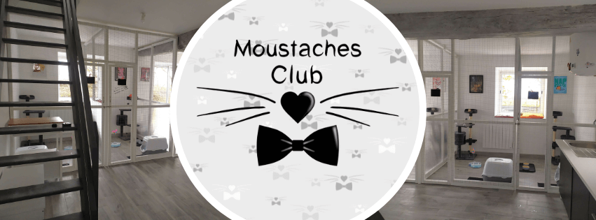 bienvenue Moustaches Club Moustaches Club Pension chat orléans chartres 28