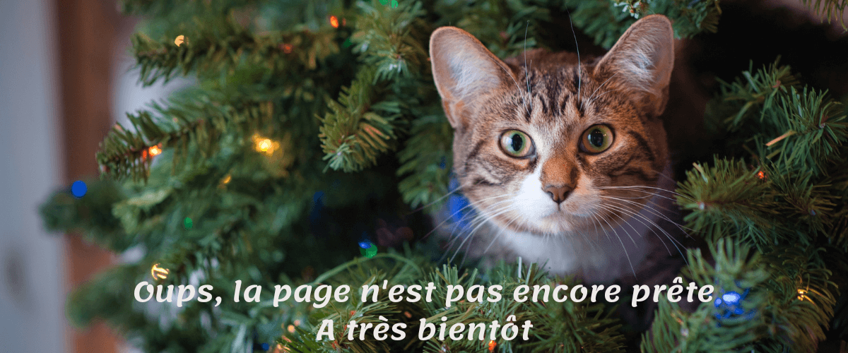 Chats - Banniere oups chat dans un sapin