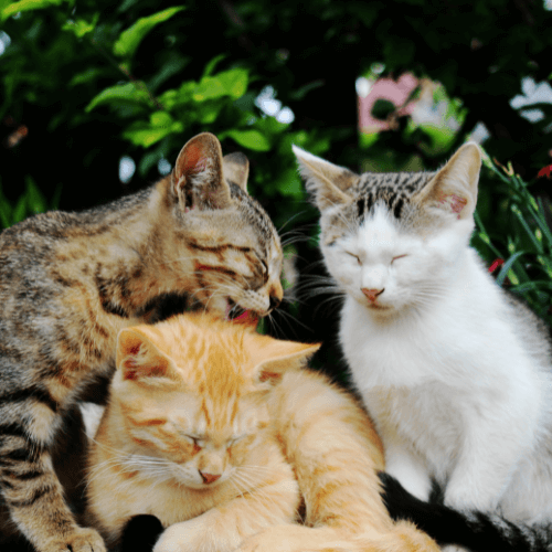 3 chats - Garde chat vacances
