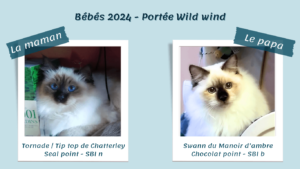 Adorable photo des parents de la portée Wild Wind 2024, magnifiques chats Sacrés de Birmanie de l'élevage des Quatre Éléments, prêts pour la naissance de leurs petits