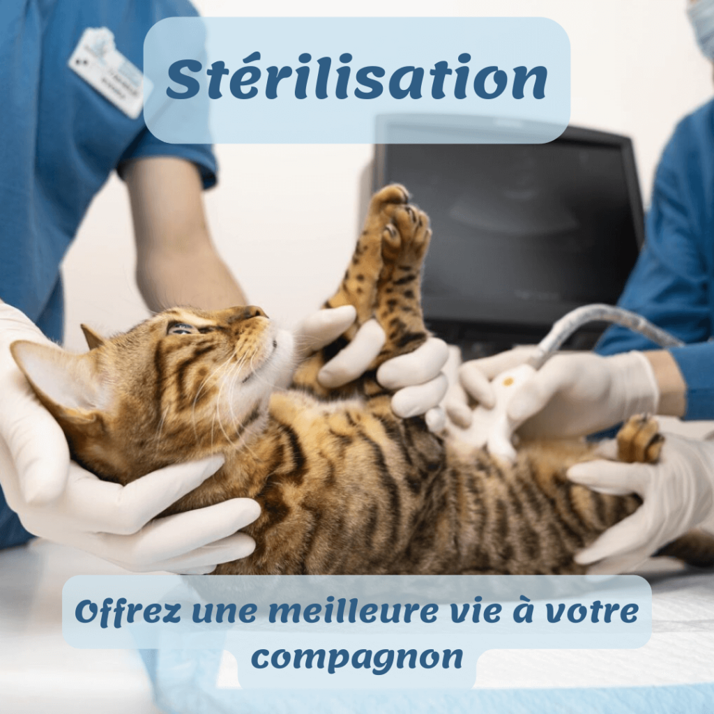 Chat sur une table d'opération, prêt pour la stérilisation, illustrant l'importance de stériliser