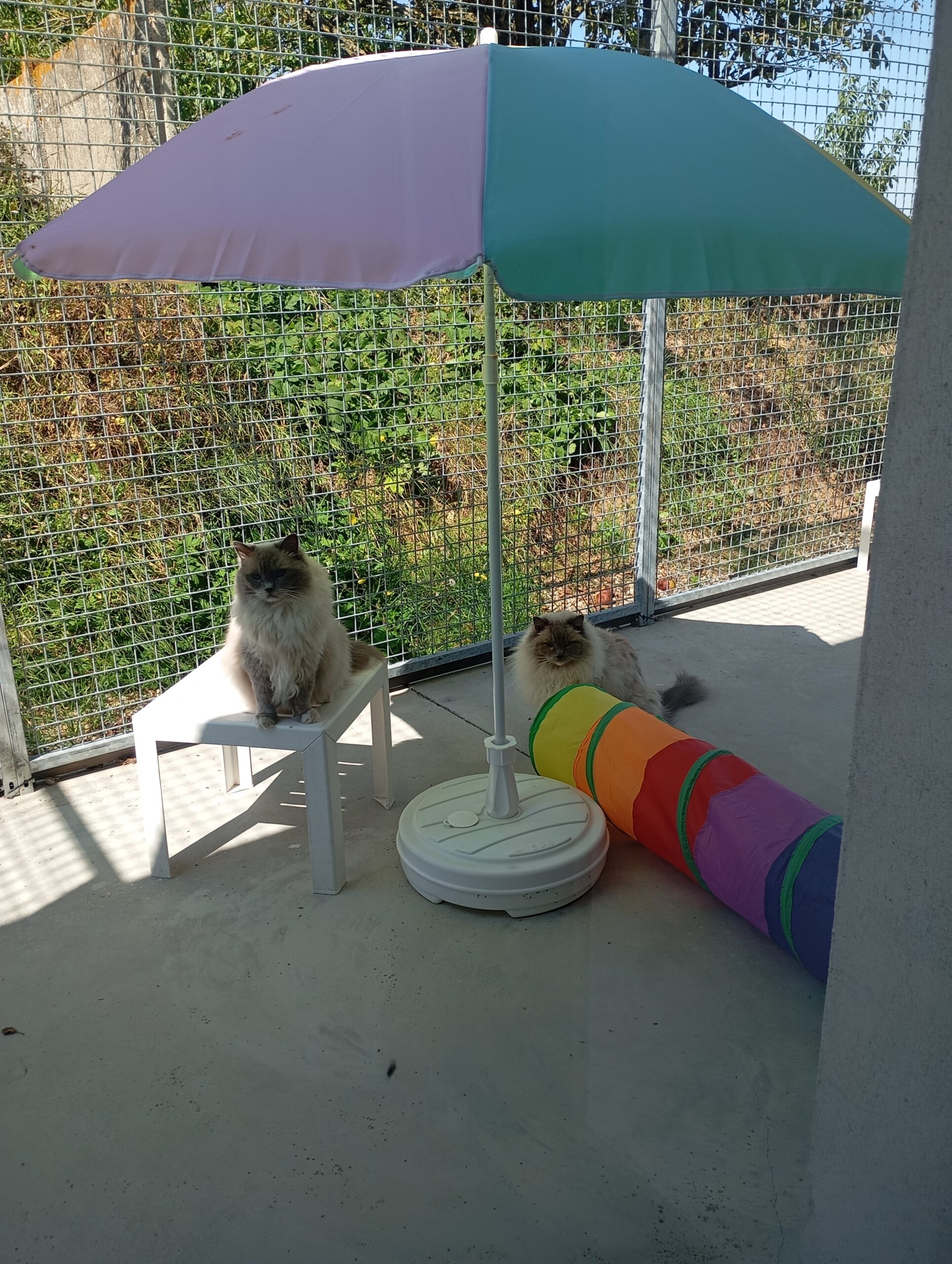 Deux chats Ragdoll paisiblement installés sous un parasol, profitant du soleil dans un enclos extérieur sécurisé.