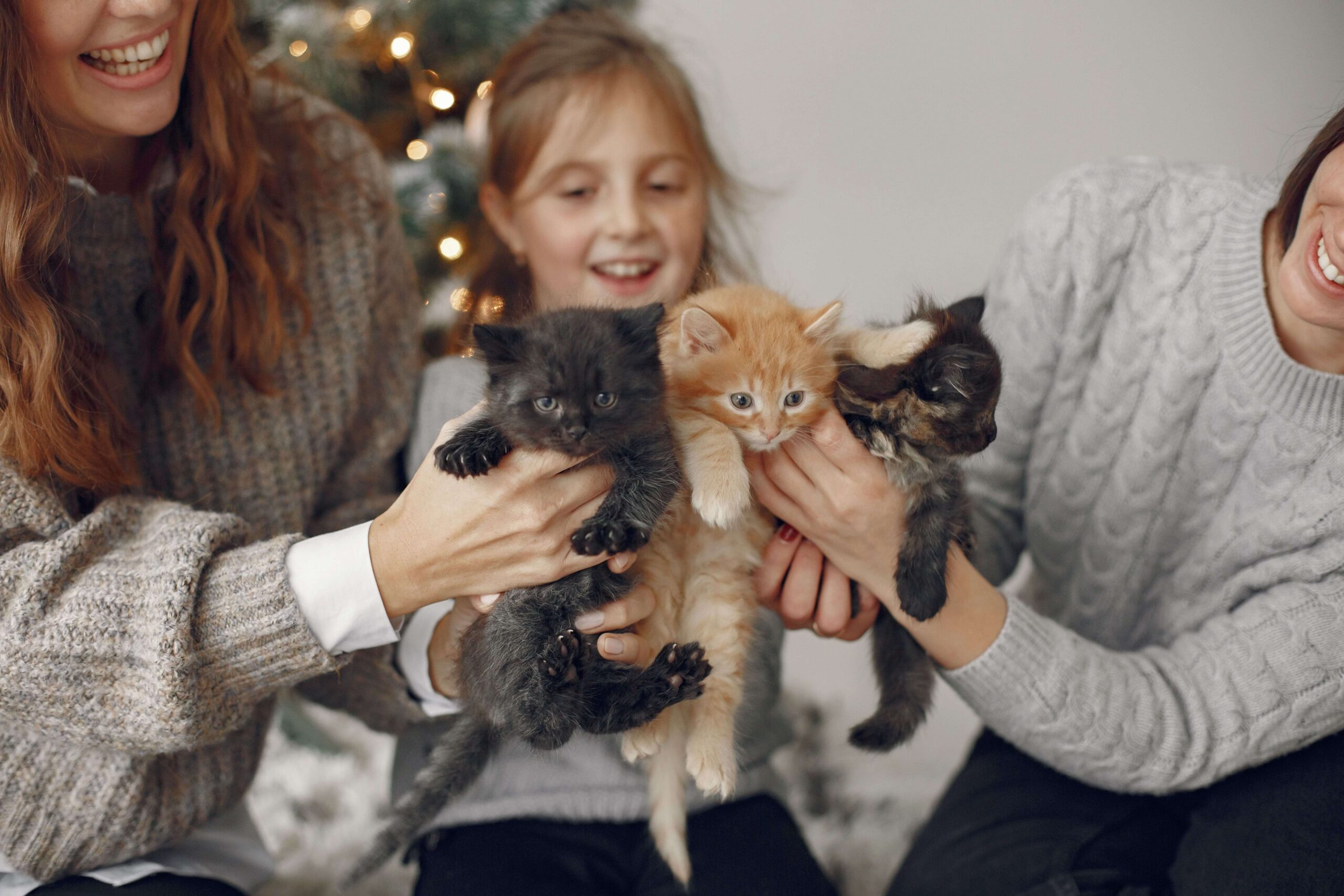 Famille tenant trois chatons, parfaits compagnons à adopter, lors d'une séance de jeux. adoption chat chaton refuge choisir chat préparer chat