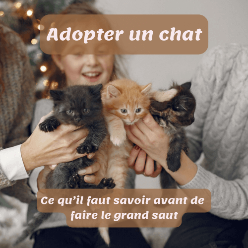 Blog adopter un chat