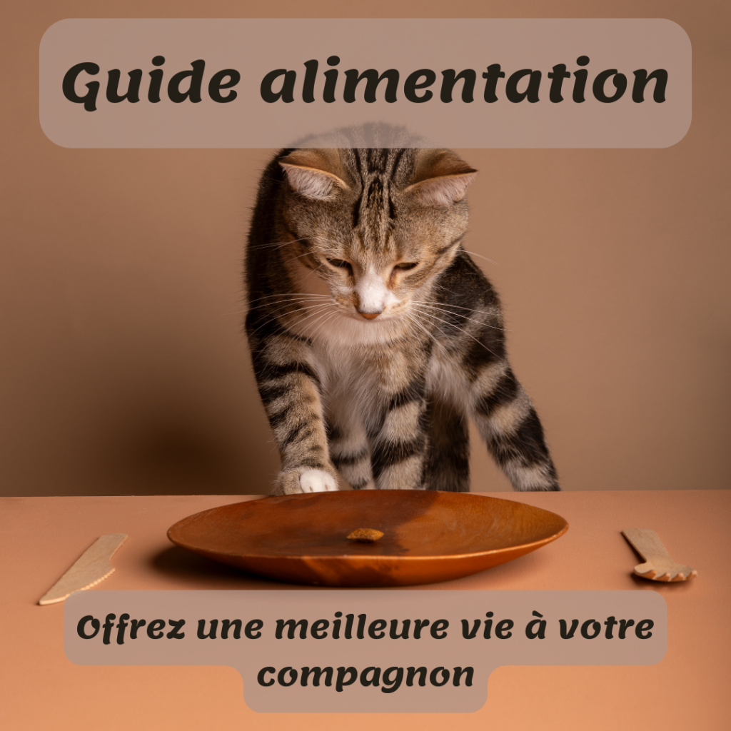 Alimentation des chats - guide nutrition