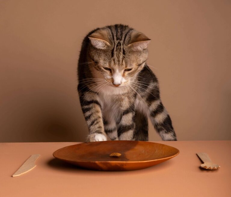 Alimentation des chats - guide nutrition
