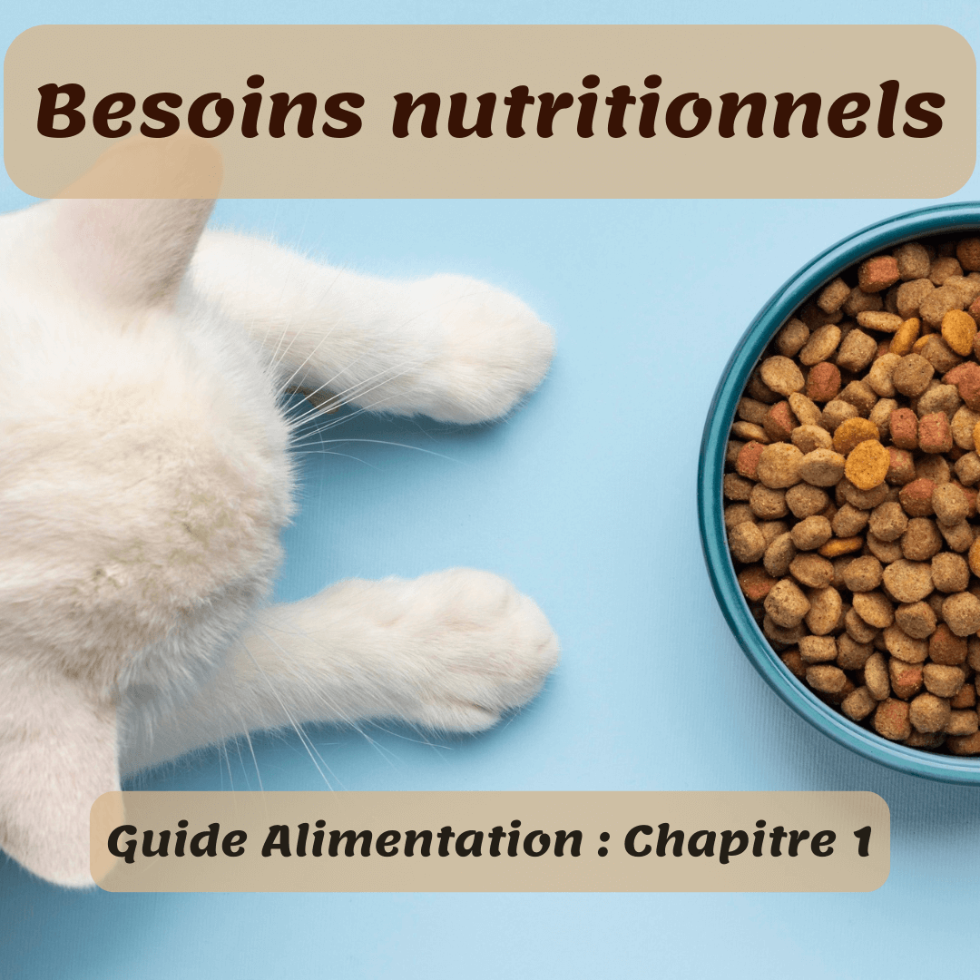 Cover besoins nutritionnels du chat taurine nutrition féline comment nourrir correctement son chat carnivore strict