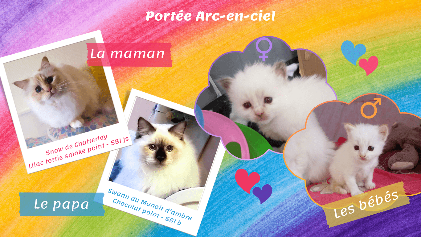 Photo de famille portée arc-en-ciel sacré de birmanie 2 chatons