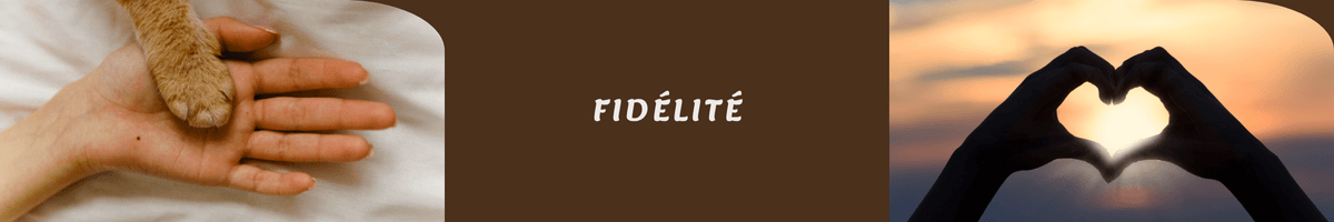 Bannière fidélité - Bonus Moustaches - Garde chat